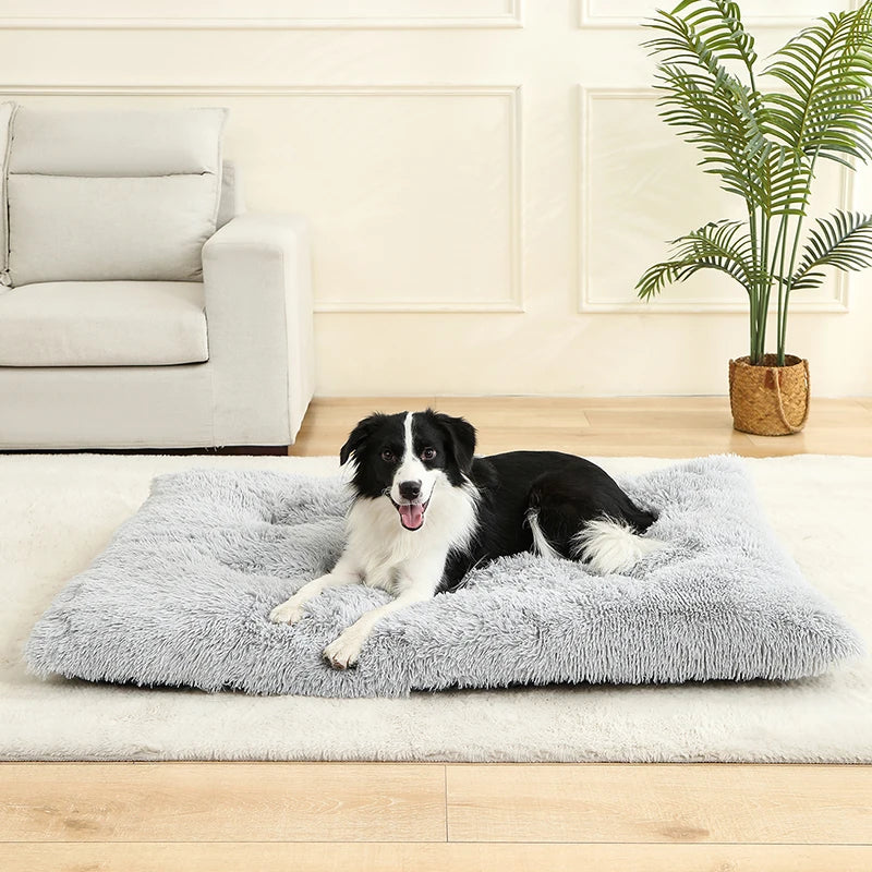Best Pet Dog Bed