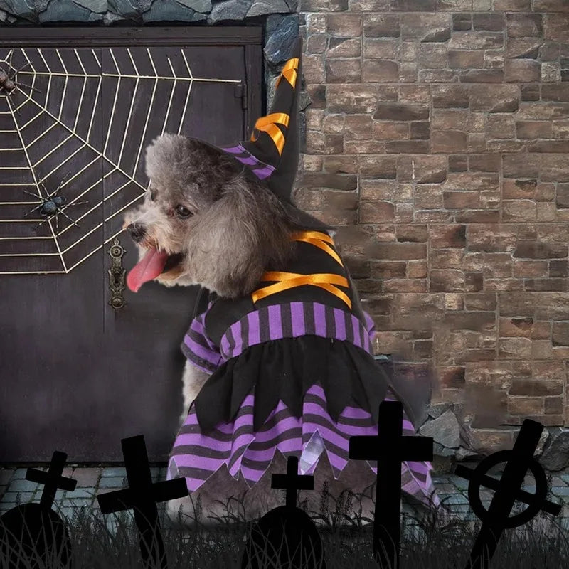 Dog Cat Witch Dress Costumes
