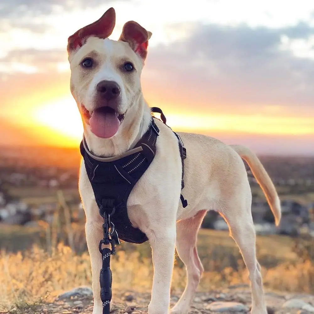 No Pull Reflective Dog Harness
