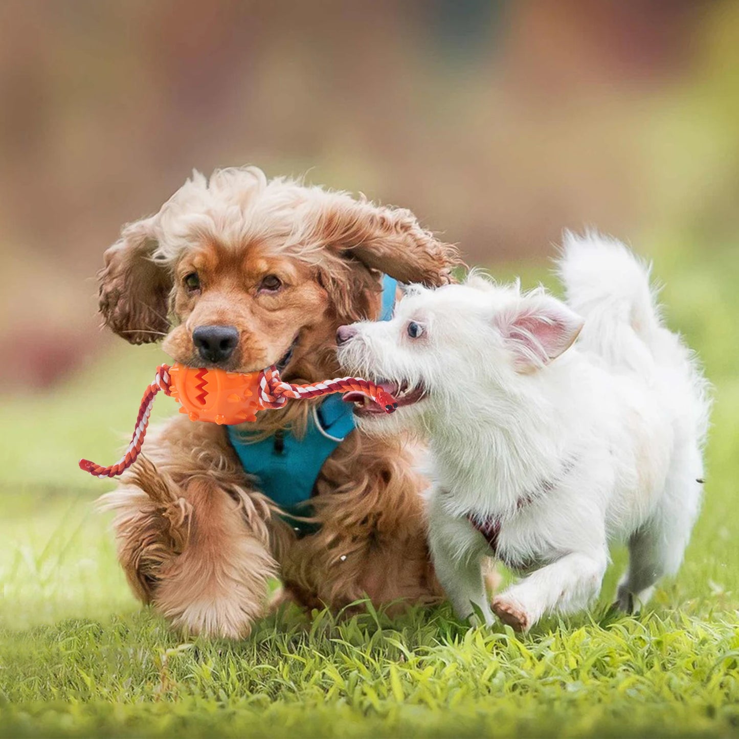 Dog Grinding Teeth Toys