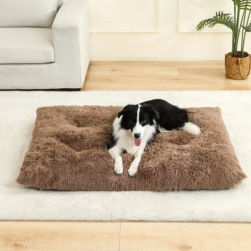 Best Pet Dog Bed