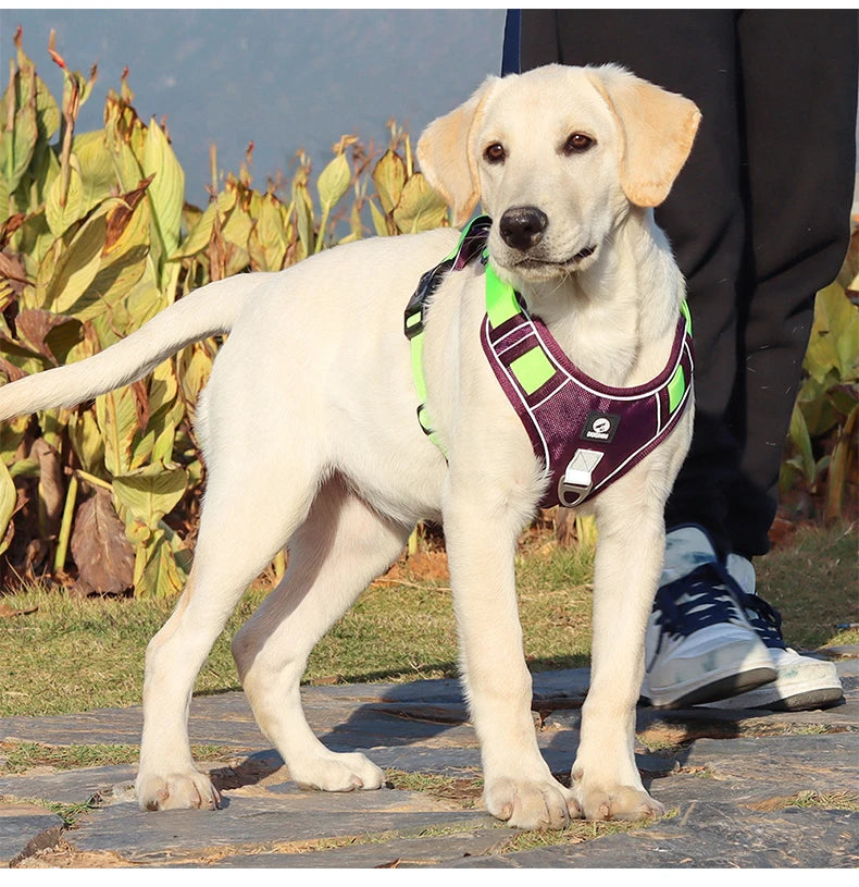 Pet Collar Labrador Army Reflective Adjustable Harness