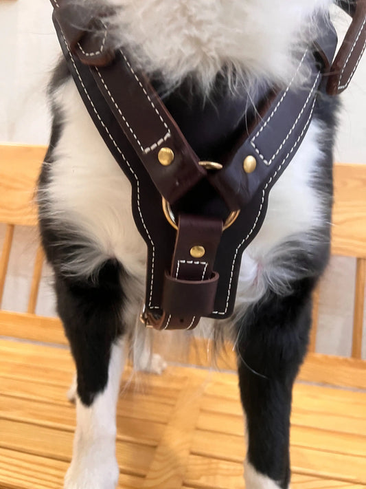 Genuine Leather Y-Shaped Dog Harness