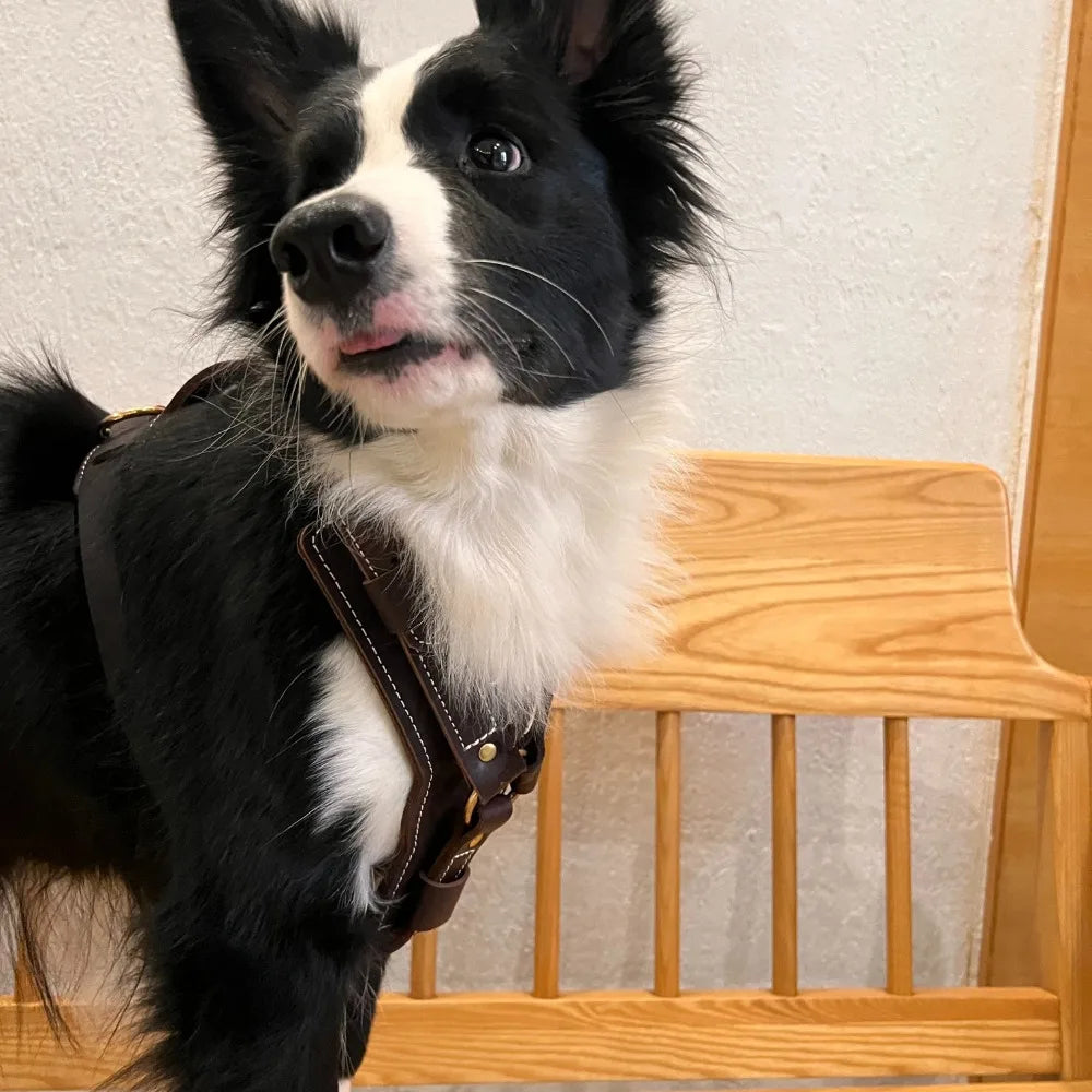 Genuine Leather Y-Shaped Dog Harness