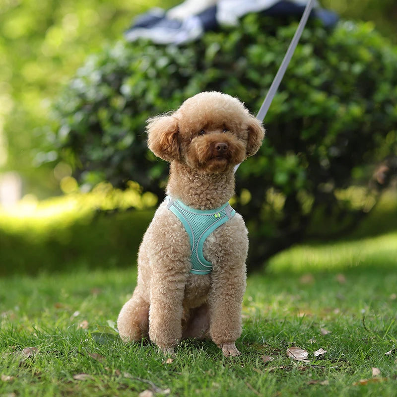 Dog Harness Leash Set for Small Dogs